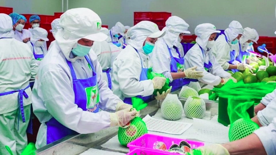 Vietnamese pomelo gains official entry to Australian market