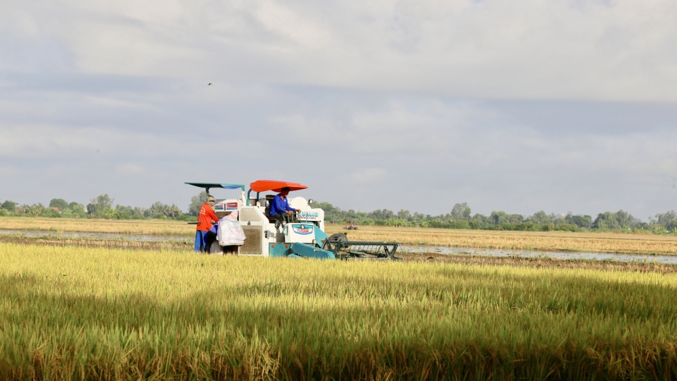 TP. Cần Thơ (mới) có sản lượng lúa lớn thứ hai ở ĐBSCL.jpg