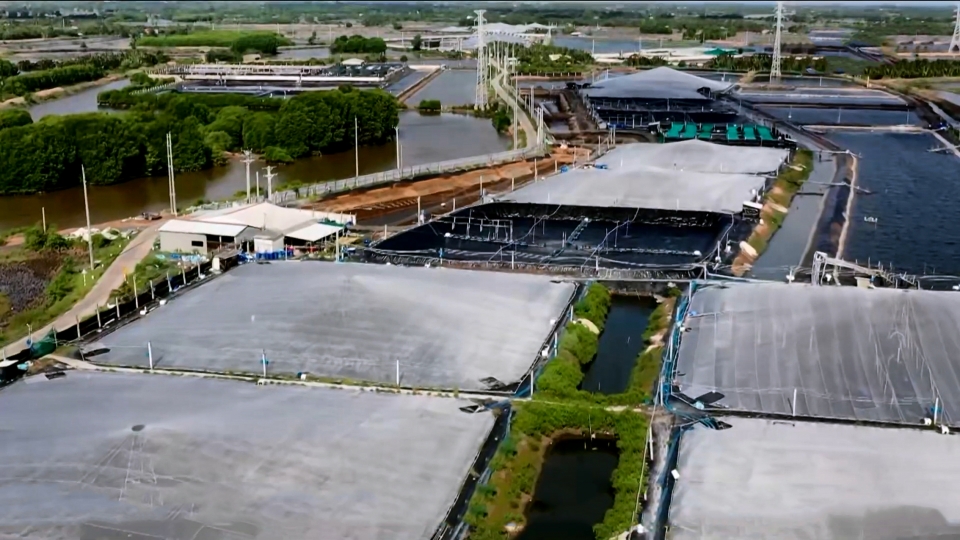 Vùng nuôi tôm mật độ cao của tỉnh Vĩnh Long.jpg