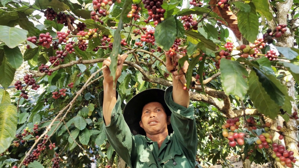 _Canh tác hữu cơ và thu hoạch đảm bảo tỷ lệ quả chín giúp cà phê Lâm Đồng nâng cao giá trị..jpg