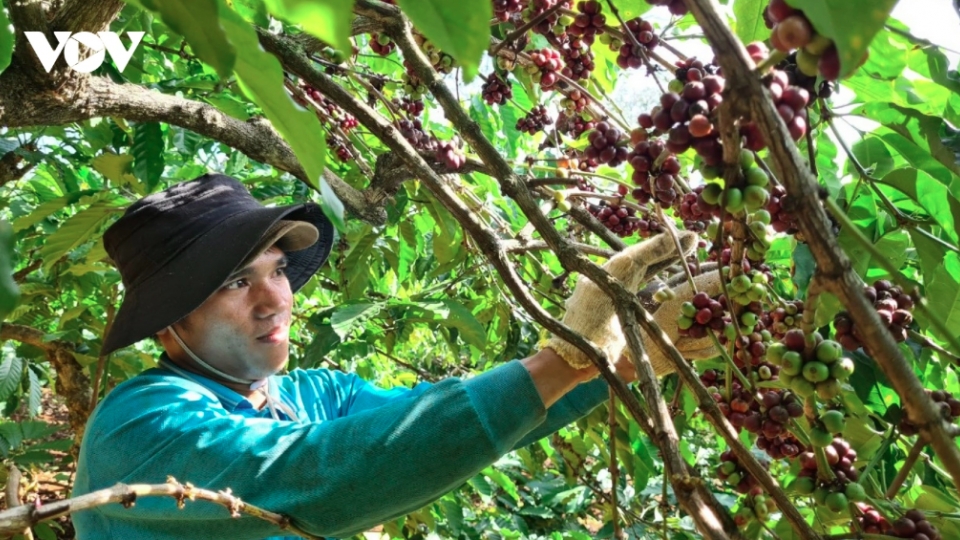 Vietnamese coffee sets new export price record at over US$5,658 per tonne