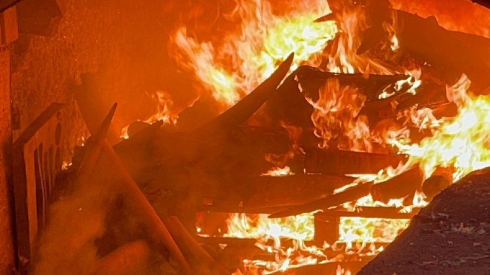 Over 600 kg of ivory smuggled from Africa destroyed in Hai Phong