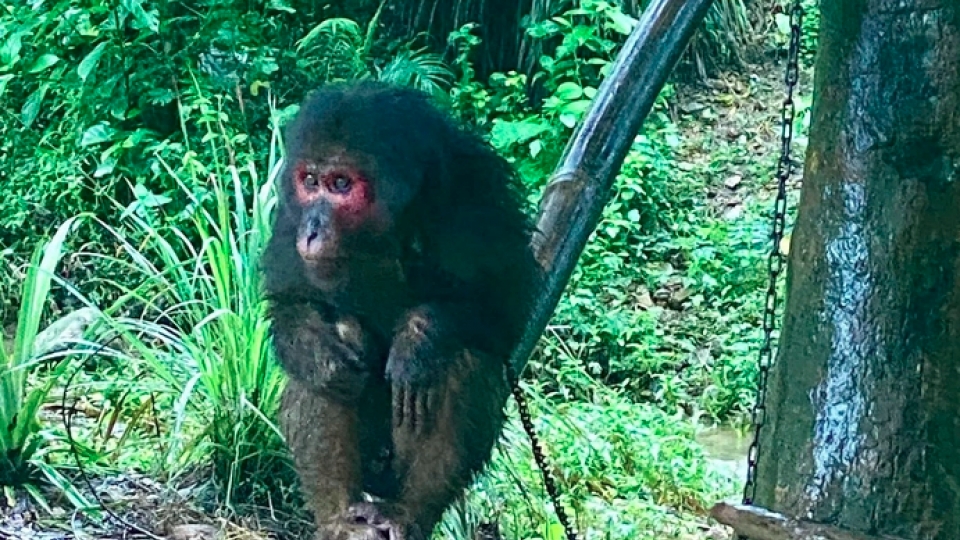 Rare monkey species released back into the wild in Quang Tri