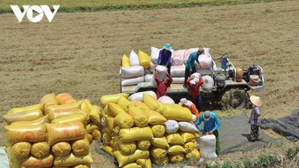 Vietnamese rice exports surge to China amid regional shifts