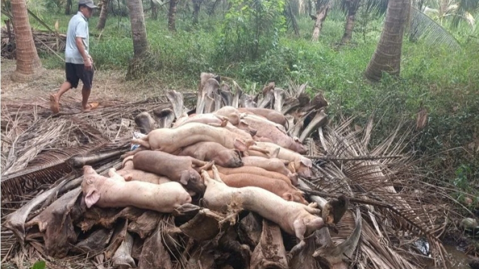 Culling of infected pigs seen as crucial measure to contain outbreak.jpg