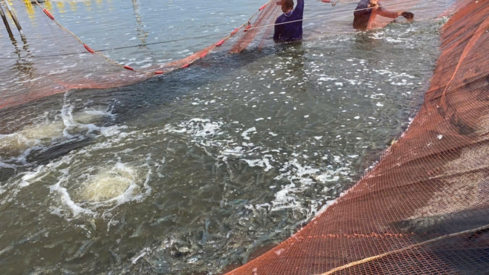 Giá tôm thẻ tỉnh Đồng Tháp tăng mức kỉ lục, ngư dân lãi to.jpg