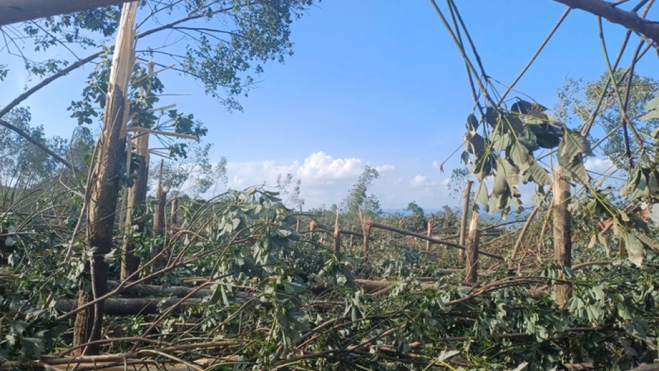 Hơn 200 héc ta cao su, hồ tiêu... tại xã Ea Bá, tỉnh Đắk Lắk bị thiệt hại nặng trong bão số 13 (ảnh Minh Minh).png