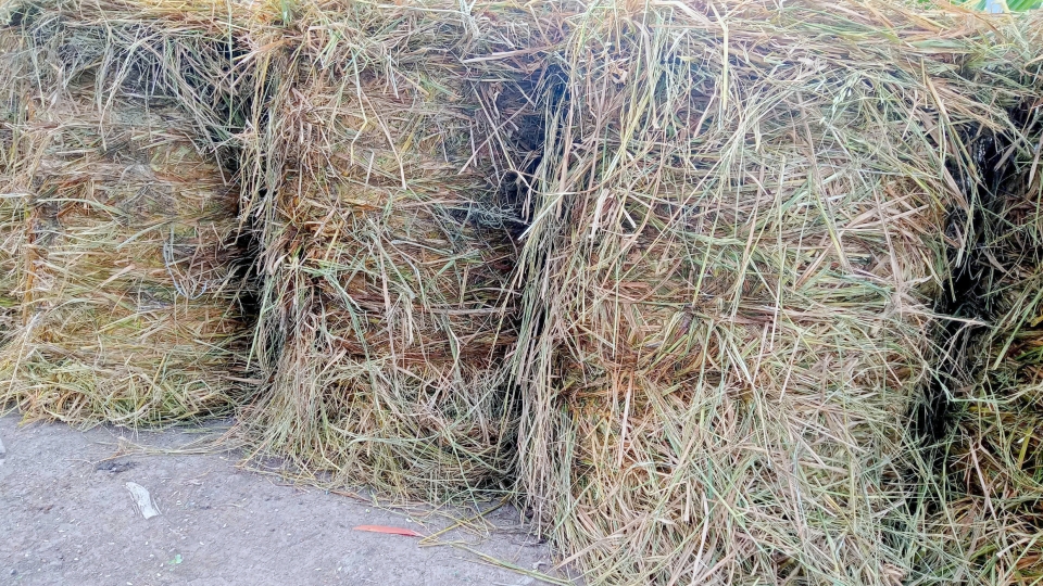 Mỗi năm vùng ĐBSCL tạo ra khoảng 25 đến 28 triệu tấn rơm.jpg