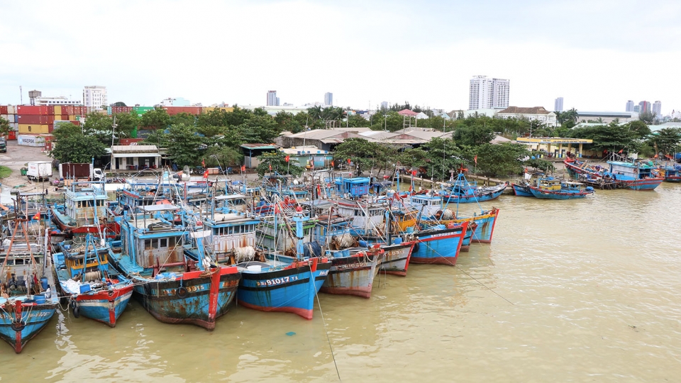 Tàu thuyền của ngư dân Đà Nẵng neo đậu trú bão tại âu thuyền và cảng cá Thọ Quang.jpg