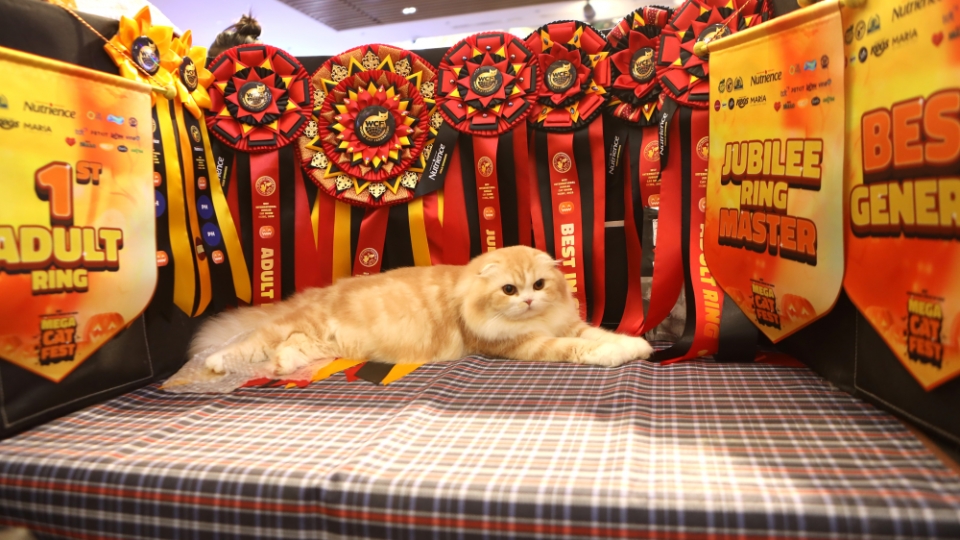Feline elegance on show in Ho Chi Minh City