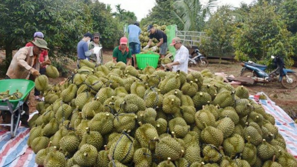 durian exports return to normal.jpg