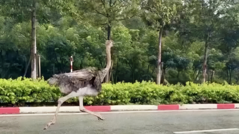 Đà điểu “đi lạc” ở TP.HCM đã chết, địa phương tiến hành tiêu hủy