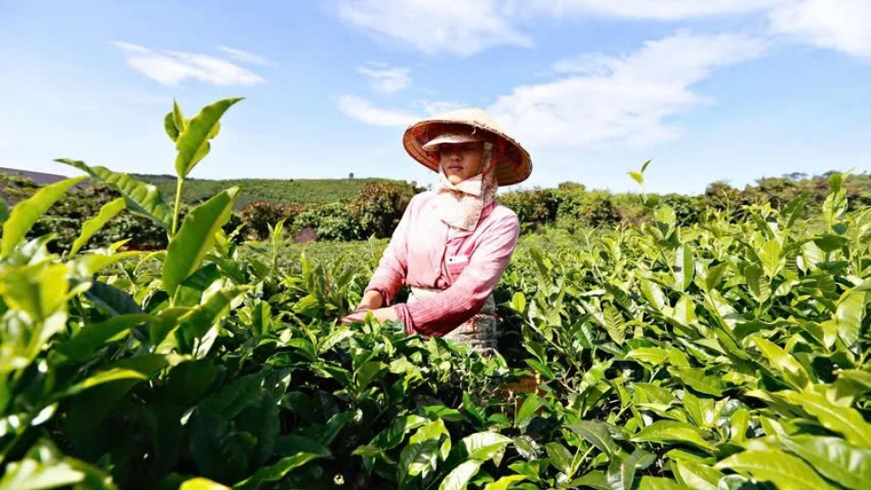 Lam Dong launches first World Tea Fest to promote Vietnamese tea culture