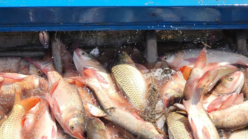 Nông dân Cần Thơ thu hoạch “lộc trời” mùa nước nổi