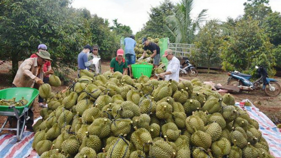 sau_rieng_1.jpg