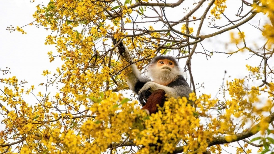 the brown-legged macaque, of Tonkin Snub-Nosed Monkey, in Son Tra is a highly significant species that is native to Vietnam.jpg