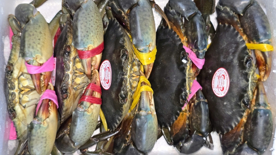 1 Cua Cà Mau được công nhận chỉ dẫn địa lý năm 2022.jpg