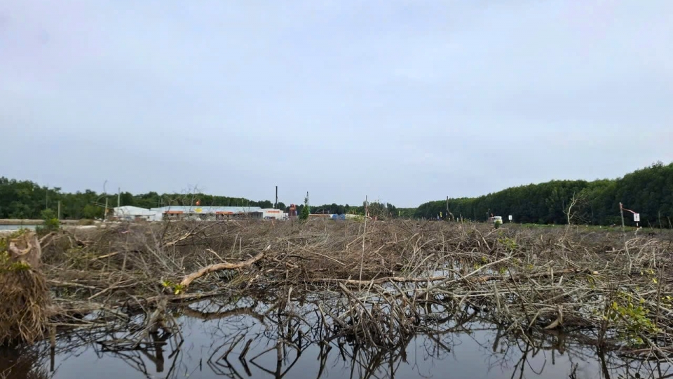 1 UBND tỉnh Cà Mau đã chuyển đổi hơn 31 ha rừng để thực hiện các dự án trọng điểm.jpg