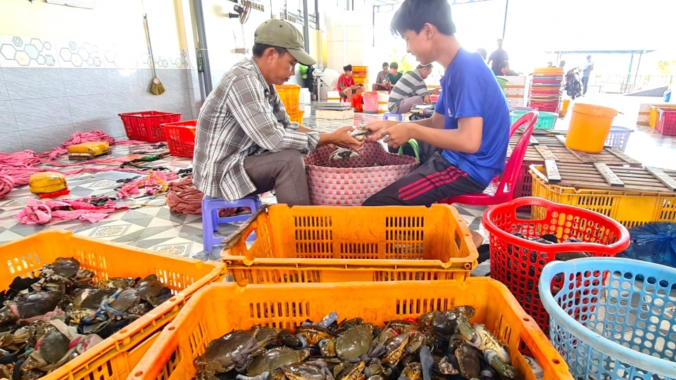 3 Tỉnh Cà Mau có sản lượng cua hàng năm đạt khoảng 36.000 tấn.jpg