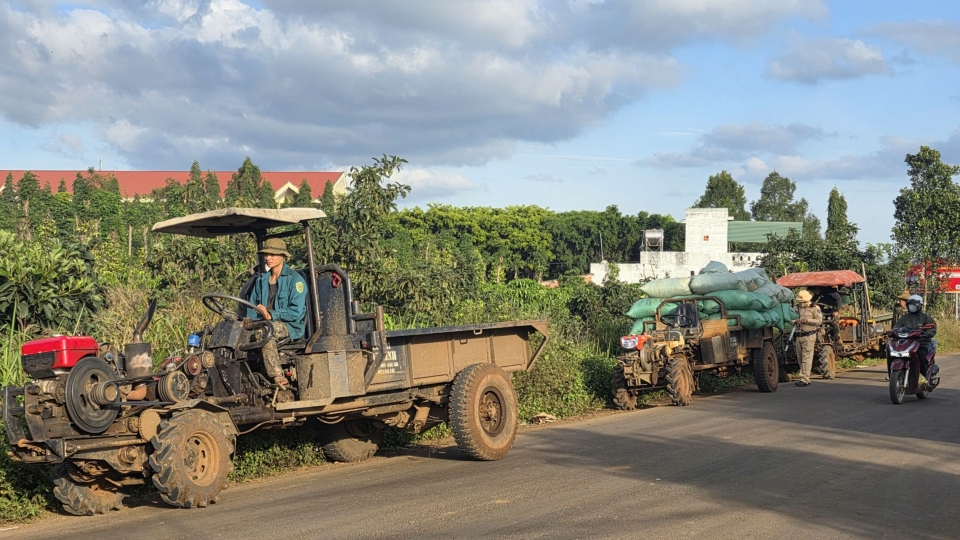 Các tốp xe công nông nối đuôi nhau vận chuyển nông sản và cà phê.jpg