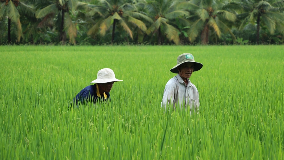 Cánh đồng lúa ấp Cái Quanh, xã Tân Thạnh, TP. Cần Thơ đang được người dân chuyển dần theo hướng hữu cơ.jpg
