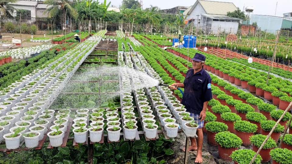 Nông dân Đồng Tháp chăm sóc hoa tươi phục vụ thị trường Tết cổ truyền.jpg