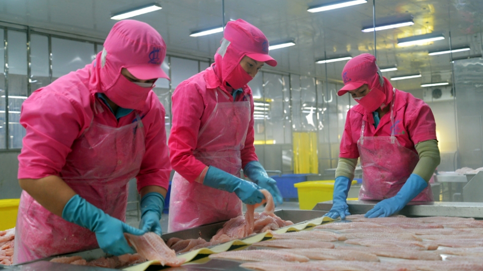 Processing pangasius fillets for export in Southern Vietnam.jpg