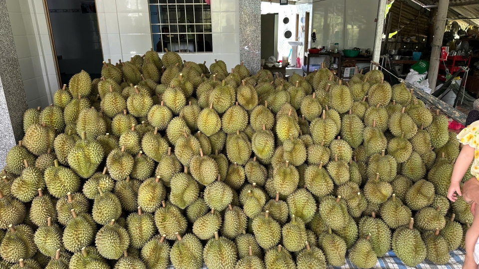 Sầu riêng.jpg