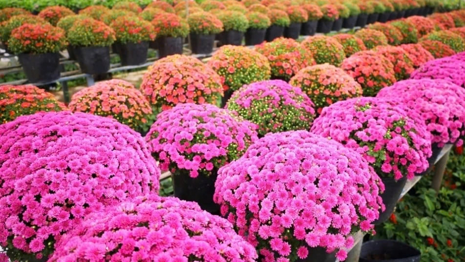 Vibrant blooms take centre stage at Sa Dec flower festival