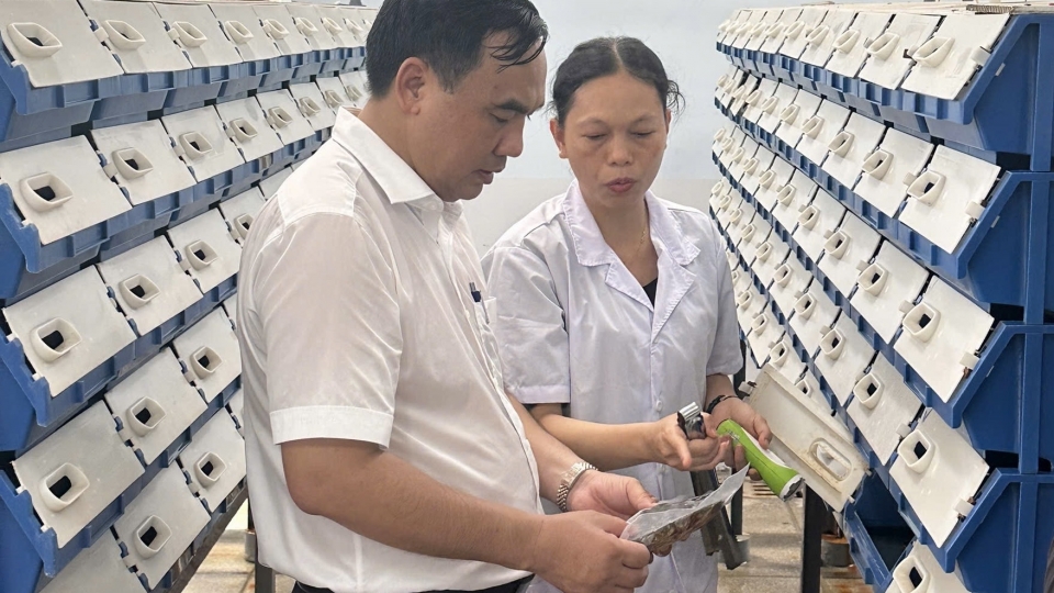 TPHCM san sang chuyen giao 1.jpg