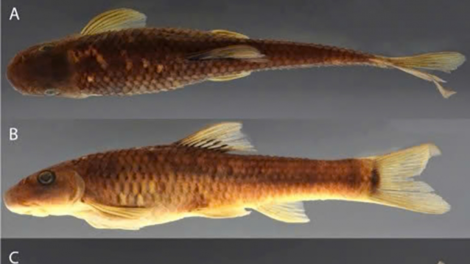Vietnamese fish and bee named among 70 new species identified in 2025.jpg