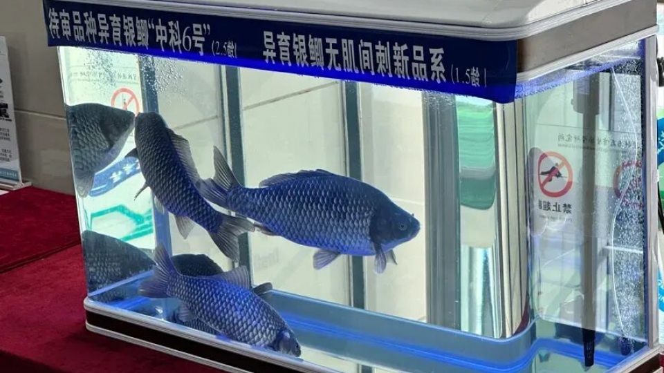 ca_diec_khong_xuong_dam_do_trung_quoc_tao_ra._anh_quang_minh_nhat_bao.jpg