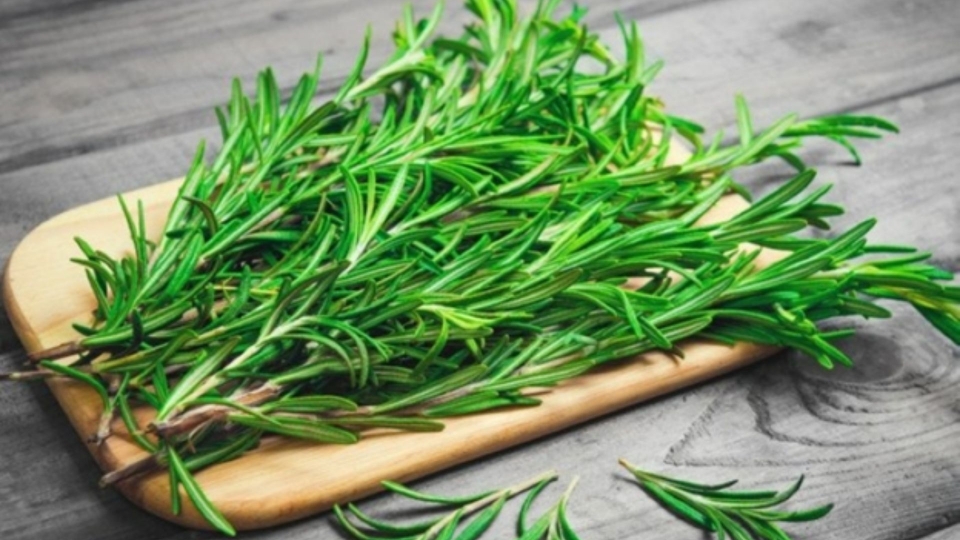 cay_huong_thao.jpg