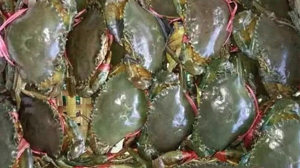 crab exports.jpg