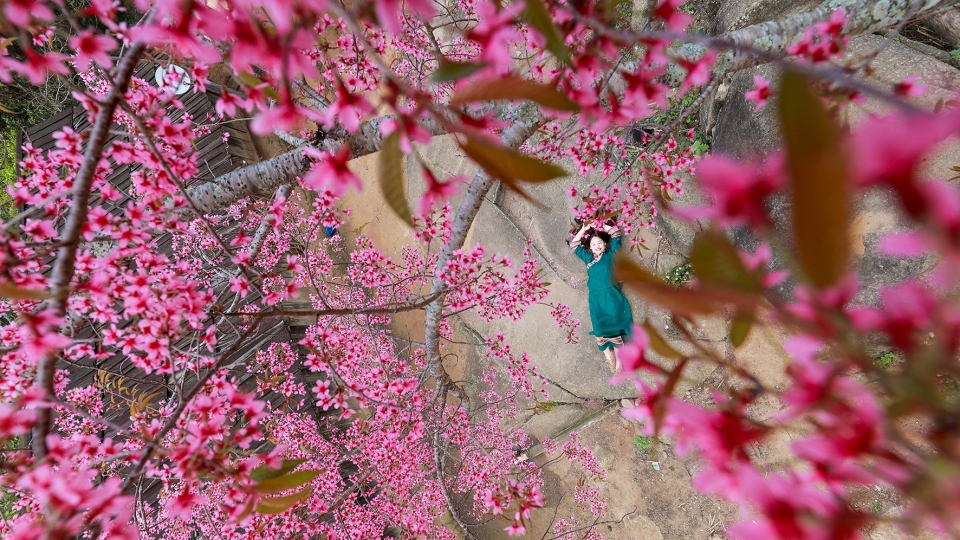 Mùa hoa anh đào bung nở nơi miền biên viễn Nghệ An