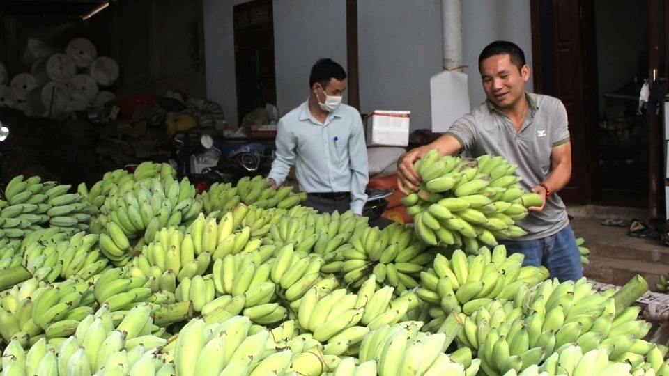 htx_o_son_la_thu_mua_chuoi_qua_phuc_vu_tieu_thu_xuat_khau.jpg