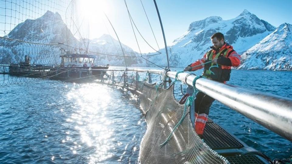 norwegian salmon.jpg