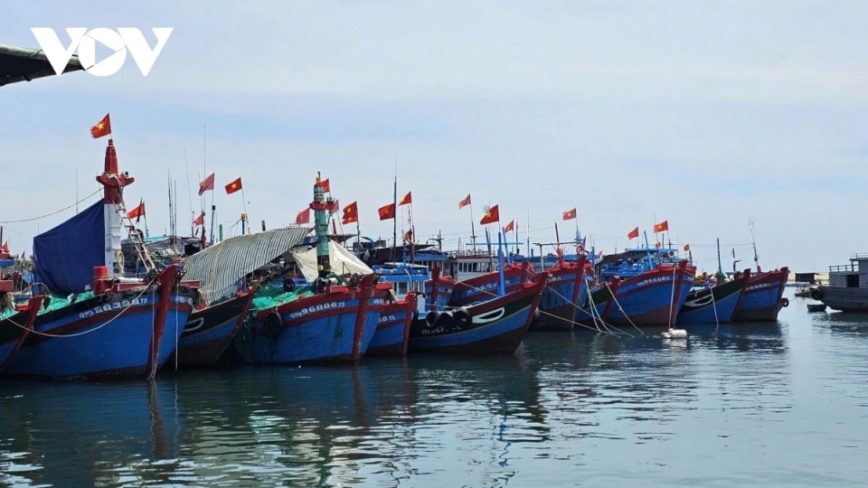 tau_ca_neo_dau_o_dac_khu_ly_son_tinh_quang_ngai.jpg