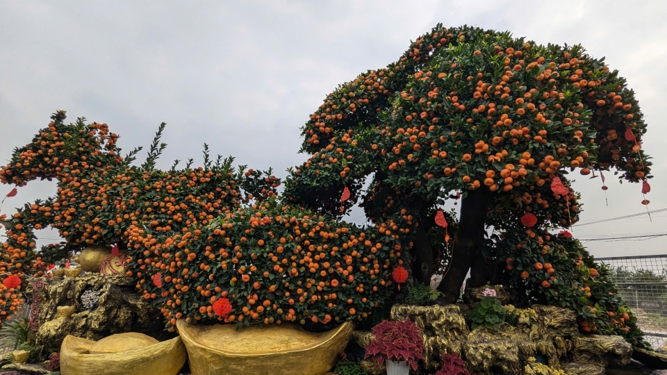 Ngựa quýt độc bản hút khách chơi cây cao cấp dịp Tết Bính Ngọ