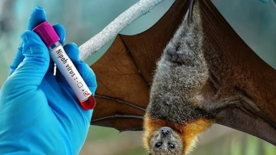 Bats are identified as the source of Nipah virus transmission to humans.jpg