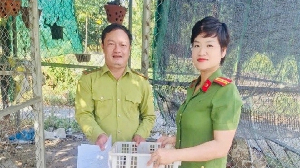Công an xã Tuyên Quang bàn giao 02 cá thể rùa núi vàng cho Hạt Kiểm lâm Hàm Thuận Nam.jpg
