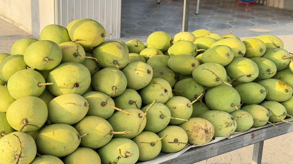 Hiện xoài cát Hòa Lộc loại I có giá 60.000đ_kg; còn lại có giá giá dao động từ 45.000-50.000đồng_kg.jpg
