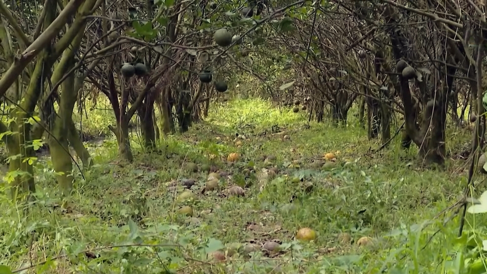 Nhiều vườn chín rụng khắp nơi mà vẫn phải neo trái, vì có bán cũng lỗ.jpg