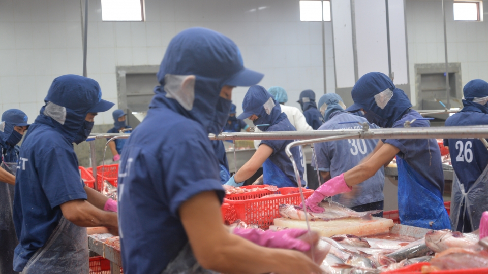 Phát triển bền vững ngành hàng cá tra Việt Nam..jpg