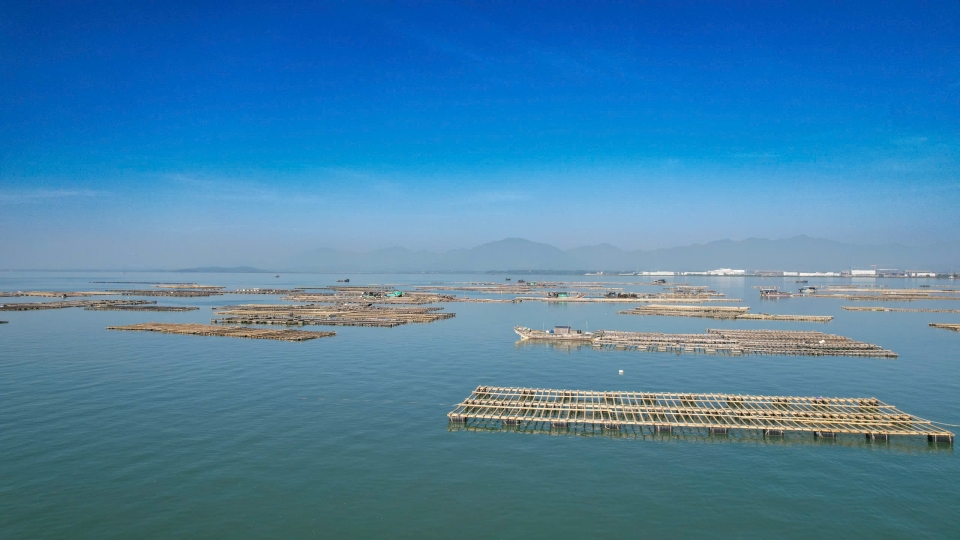 Quảng Ninh là địa phương địa đầu thực hiện quy hoạch và bàn giao nuôi biển cho người dân, các HTX và doanh nghiệp.jpg