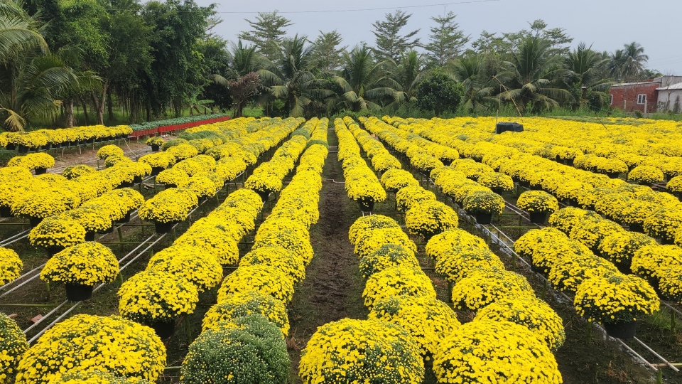 Tại xã Chợ Lách và phường Sa Đéc có nhiều diện tích hoa Cúc Mâm xôi nở trước Tết.jpg