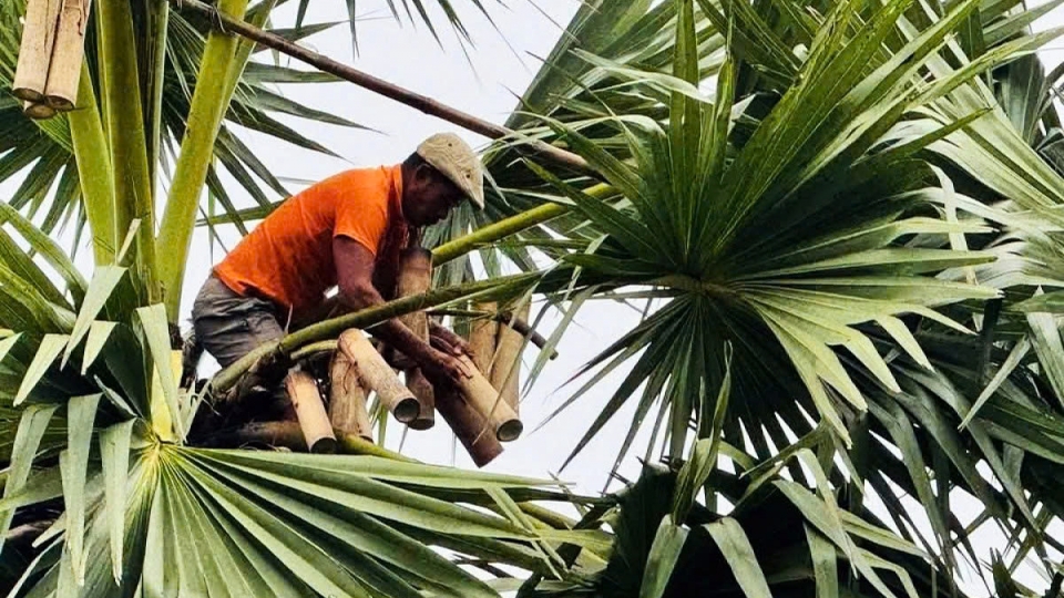 The hard life of toddy palm sugar makers in southern Vietnam