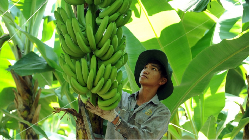 The new variety of banana created by Unifarm has a resistance rate of up to 98%.jpg