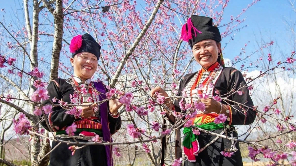 Early cherry blossoms bring colour to Vietnam’s northern borderland
