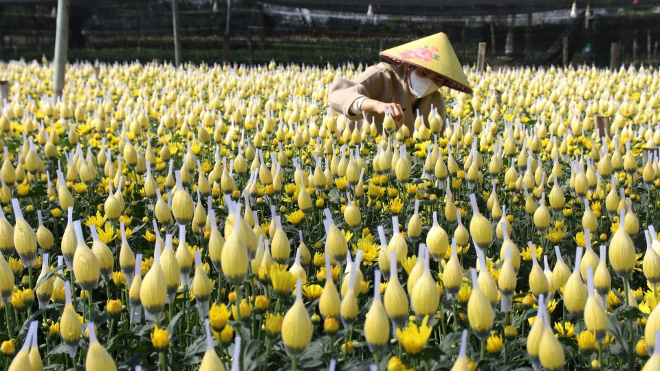 Nhà vườn trồng hoa, quả ở Thanh Hóa tất bật chuẩn bị phục vụ thị trường Tết